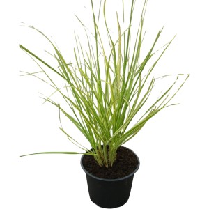 GROW by OBI Gelblaubiges Pampasgras Golden Fantasy Höhe ca. 40-60cm Topf ca. 3l