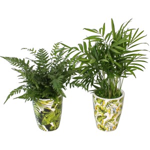 Grünpflanzen-Arrangement im Keramikbecher (Topf-Ø 9cm) mit Farn und Goldfruchtpalme.