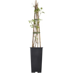 Waldrebe in Sorten Höhe ca. 40 - 60 cm Topf ca. 2 l Clematis Hybride