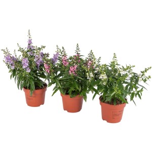 Engelsgesicht Farbenauswahl Topf-Ø ca. 12 cm Angelonia