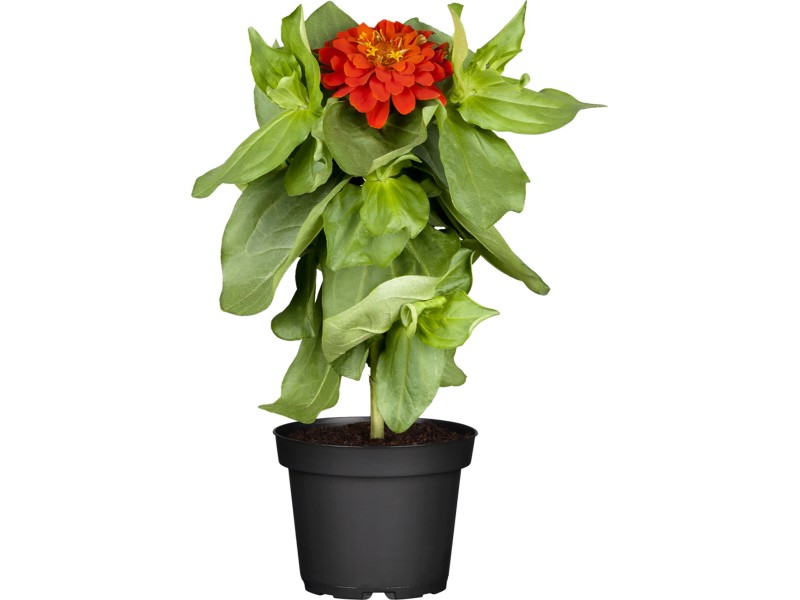 GROW by OBI Schmalblättrige Zinnie TopfØ ca. 12 cm Zinnia angustifolia