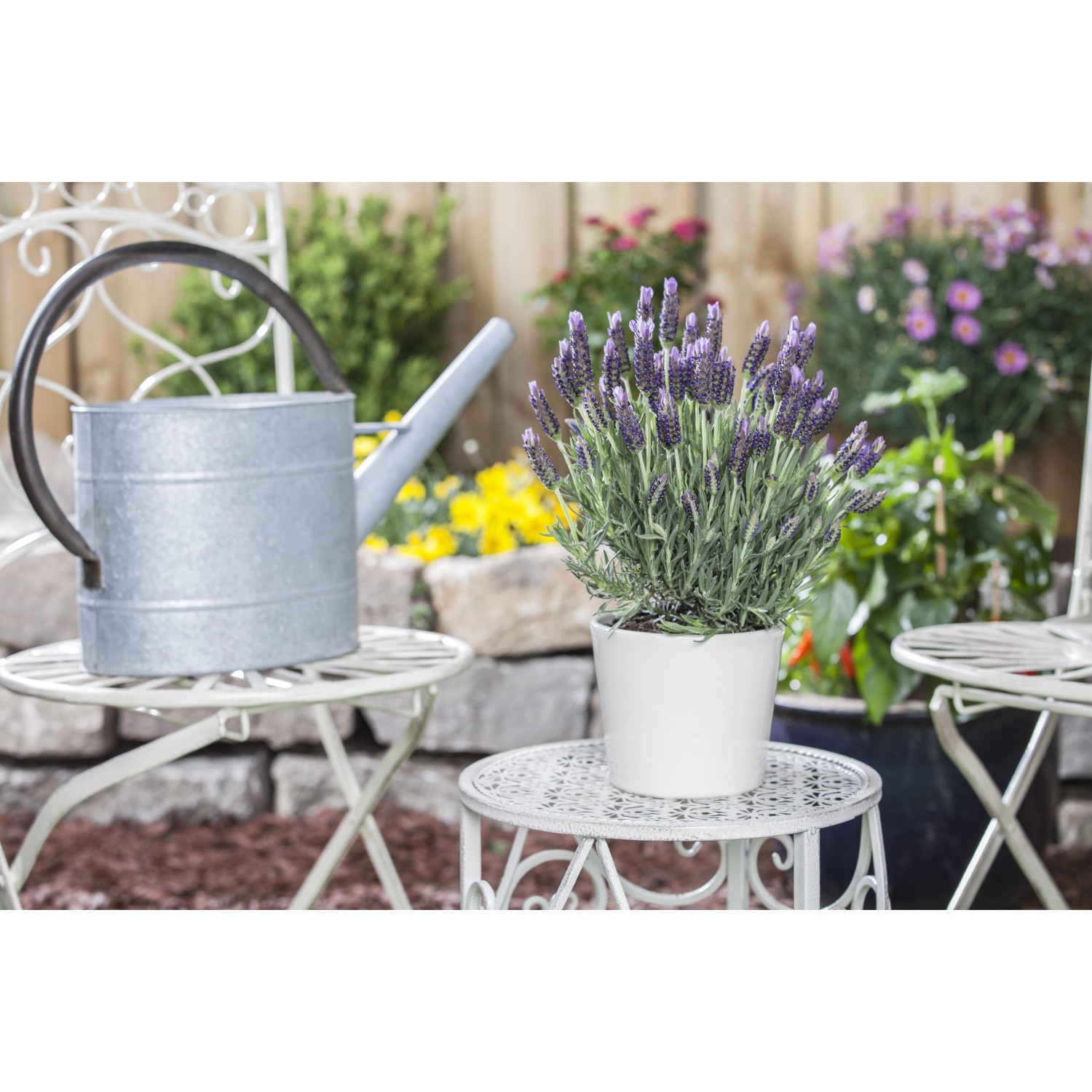 GROW by OBI Schopflavendel "Anouk Dark Purple" ca. 20 cm Lavandula stoechas_5