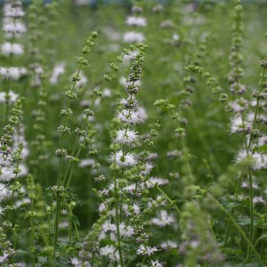 Nahaufnahme der blühenden Blu Bio-Erdbeerminze (Mentha) im Garten. Küchenkräuter mit intensivem Erdbeeraroma.