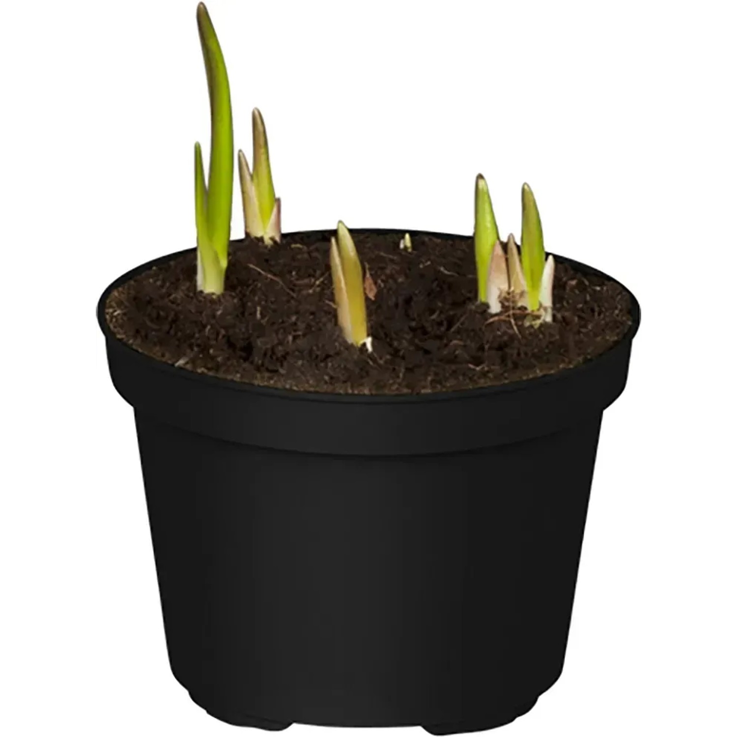 Schachbrettblume Rosa Topf- ca. 12 cm Fritillaria meleagris kaufen bei OBI