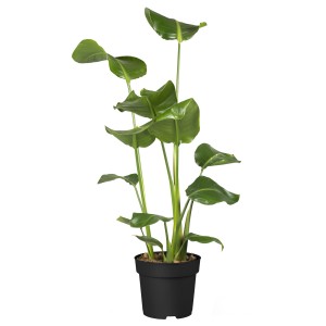 Baumstrelitzie (Strelitzia nicolai) im Topf, ca. 100-150 cm hoch, mit großen, grünen Blättern.