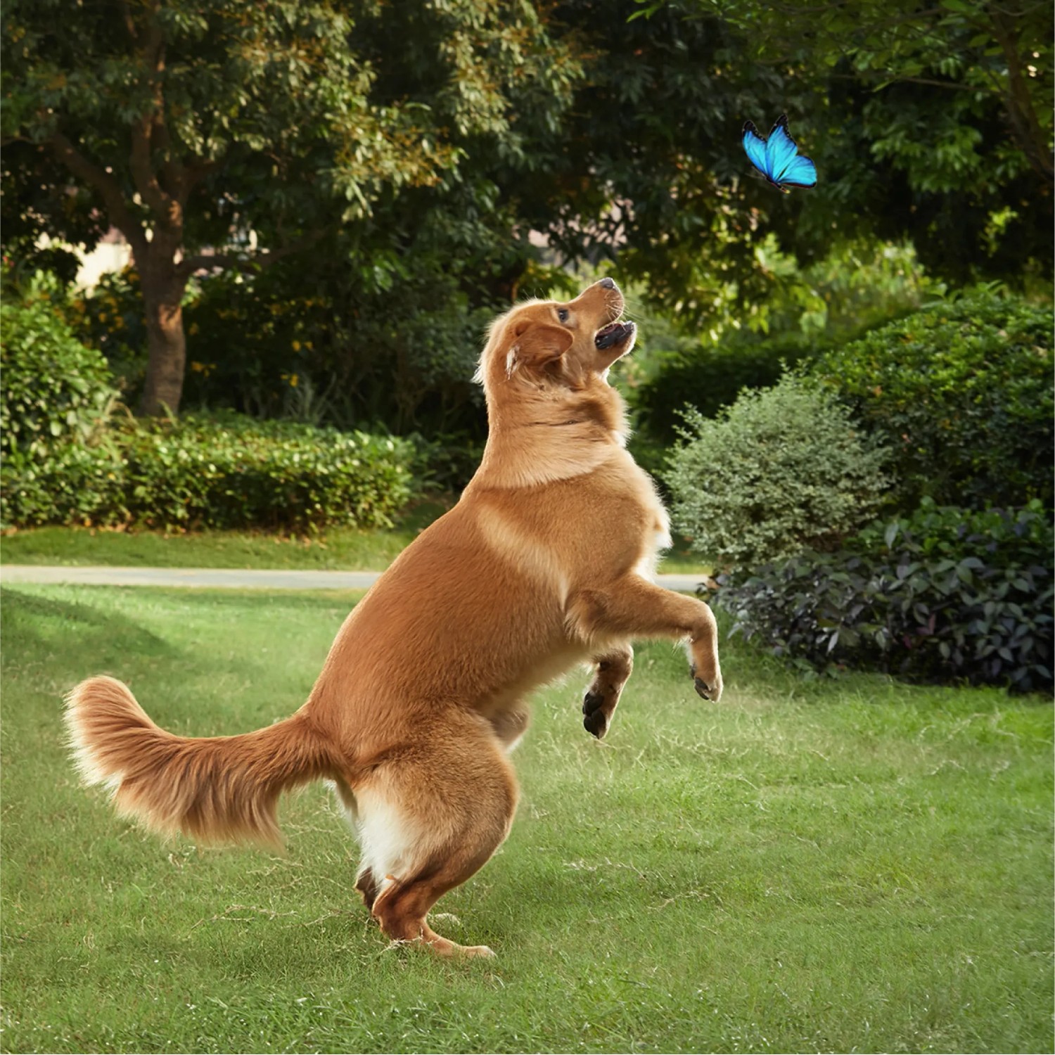 Szene mit Hund im Garten, der nach einem Schmetterling springt. Kameraüberwachung im Einsatz?