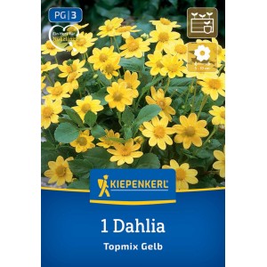 Kiepenkerl Blumenzwiebeln Beet- & Topf-Dahlie Topmix Gelb