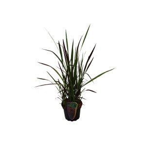 GROW by OBI Blutgras "Red Baron" Topf-Ø ca. 16 cm Imperata