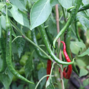 Blu Chili Joes Long Bio, Topf-Ø 12cm, mit grünen und roten Schoten.