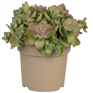 Kaukasus-Fetthenne Rosa im Topf, Sedum spurium mit grünen Blättern und rosa Akzenten.