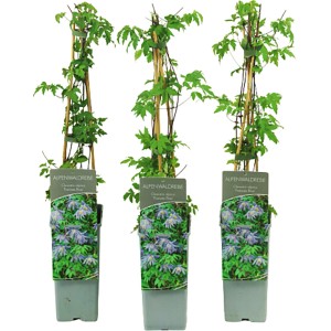 Drei Alpen-Waldreben Frances Rivis im Topf, ca. 40-60 cm hoch, ideal zum Beranken von Zäunen.