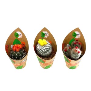 3 GROW by OBI Kakteen mit Strohblüten, verschiedene Sorten im Topf.