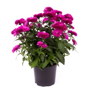 Aster Hybrid im Topf, ca. 15-25 cm hoch, mit pinkfarbenen Blüten. Blühende Beet- und Kübelpflanze.