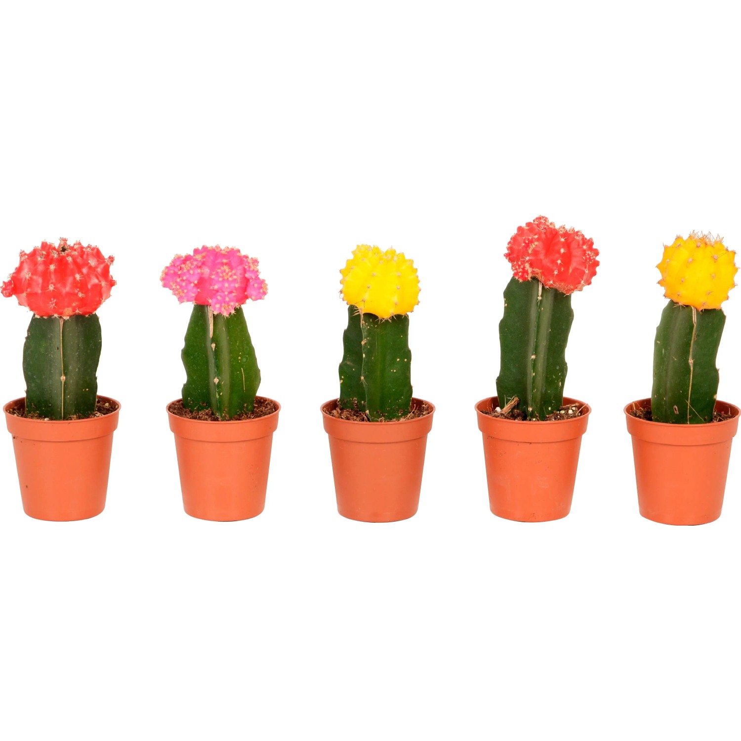 Veredelter Kaktus "Neon Style" Hhe ca. 20 - 25 cm Topf- 8,5 cm kaufen bei  OBI