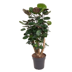 Fiederaralie Fabian im Topf, ca. 145-155 cm hoch, mit runden, grünen Blättern. Zimmerpflanze für halbschattige Standorte.