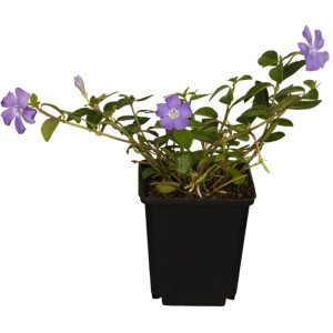 Kleinblättriges Immergrün Bowles Violett im Topf, ca. 5-10 cm hoch, mit violetten Blüten.