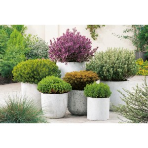 Strauchveronika 'Quattros' im Topf: Dekorative Hebe-Kombination mit verschiedenen Farben.