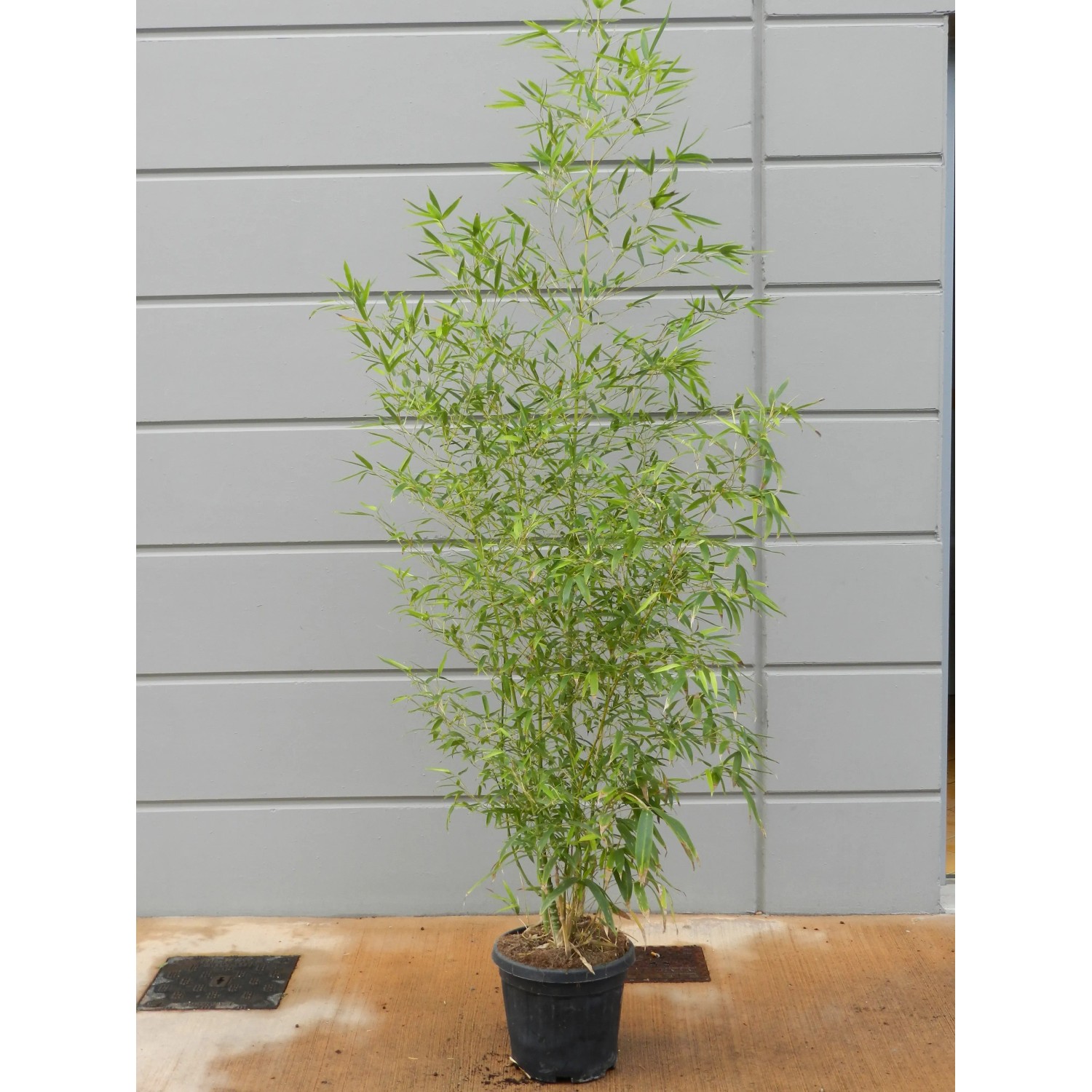 GROW by OBI Gold-Bambus Topf- ca. 26 cm Phyllostachys kaufen bei OBI