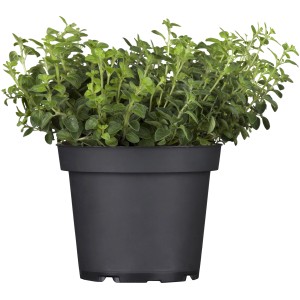 Frischer OBI Majoran im Topf (Ø 12cm). Aromatische Kräuter für mediterrane Gerichte.