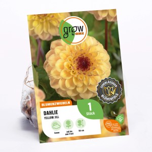 GROW by OBI Dahlie Yellow Jill, gelbe Blüte, Höhe ca. 90cm. Blumenzwiebel für Beet und Kübel.