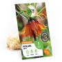 Verpackung der GROW by OBI Kaiserkrone Aurora, orangefarbene Fritillaria imperialis Blumenzwiebel.