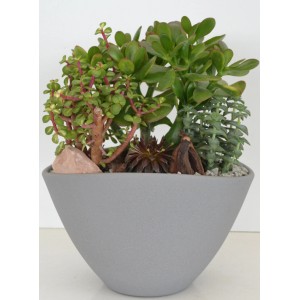 Bepflanzte Schale mit Sukkulenten, Topf ca. 25 cm, Arrangement für Innen.