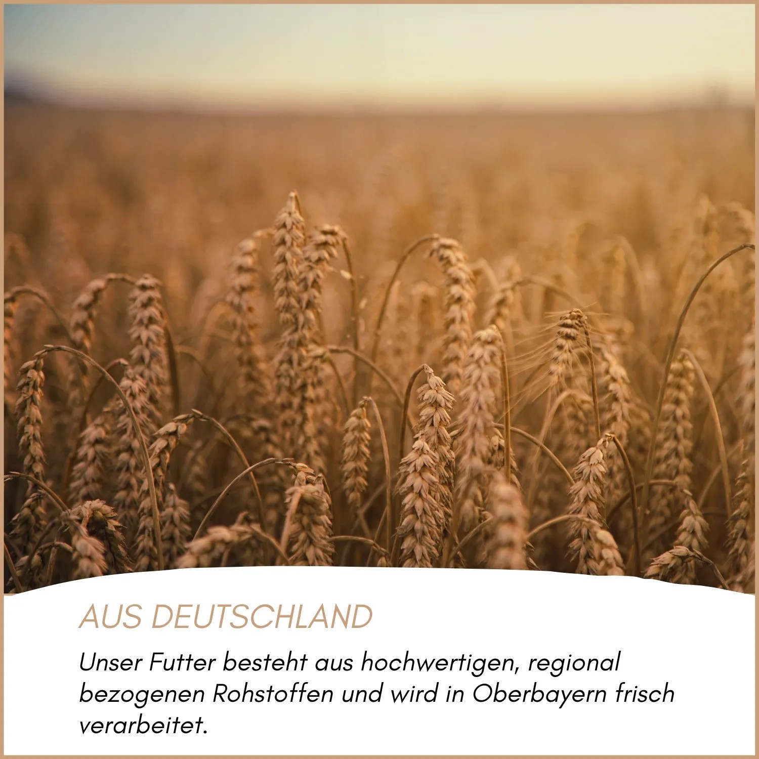 Goldenes Getreidefeld mit reifen Ähren, symbolisiert hochwertige, regionale Rohstoffe für Supravit Taubenfutter.