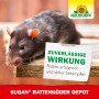 Foto einer Ratte vor Neudorff Sugan Rattenköder Depot. Zuverlässige Wirkung.