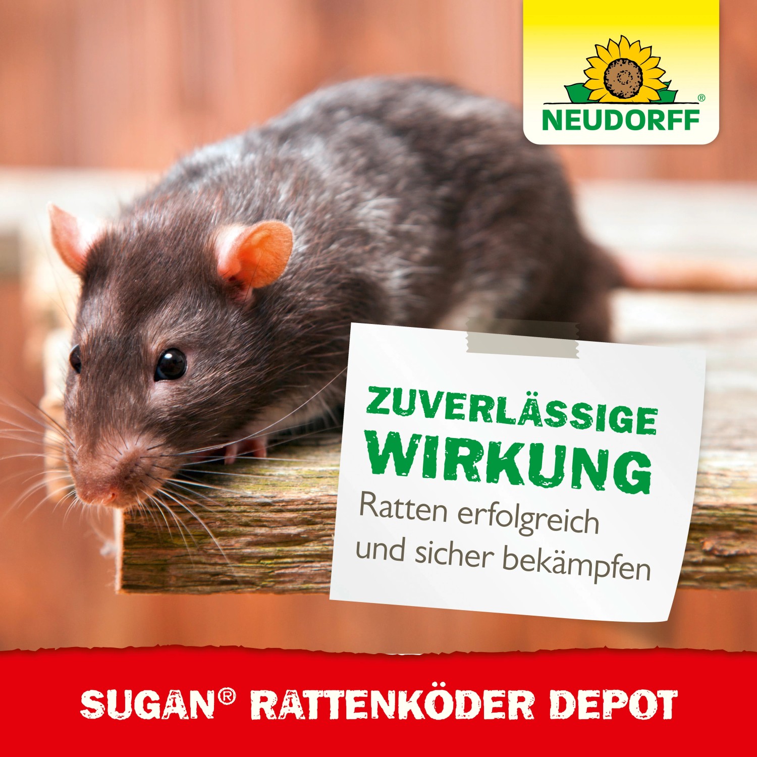 Foto einer Ratte vor Neudorff Sugan Rattenköder Depot. Zuverlässige Wirkung.