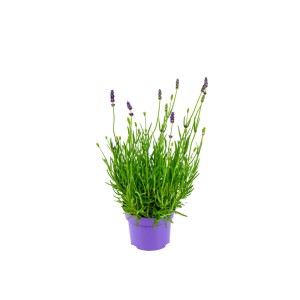 Echter Lavendel Lila Topf-Ø ca. 10,5 cm "Lavandula Angustifolia"