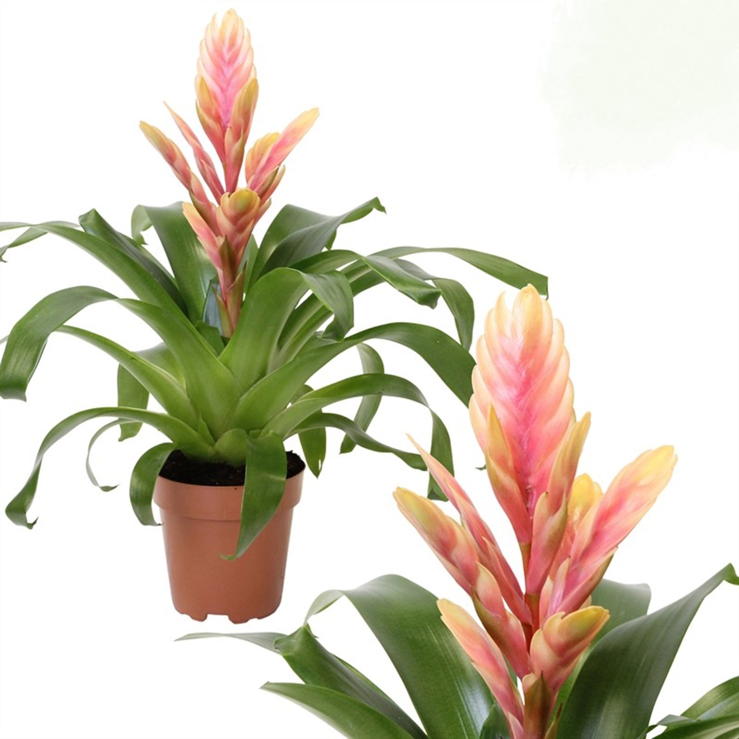 Bromelien kaufen bei OBI