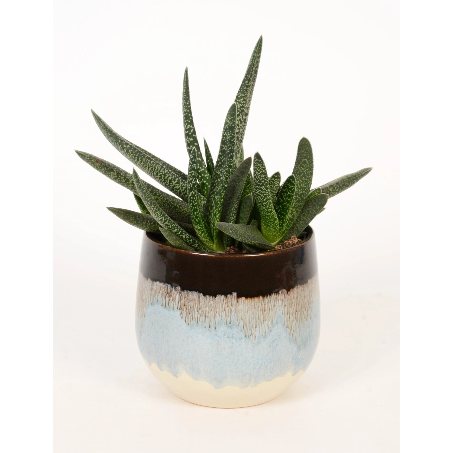 Sukkulente im Keramiktopf (Ø 10,5 cm) mit Farbverlauf. Dekorative Zimmerpflanze für Innen.