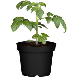 Mini Herztomate im Topf (Ø 12cm) – Jungpflanze mit grünen Blättern im schwarzen Topf.