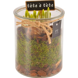 Narzissen Tete a Tete Arrangement im Glas-Zylinder mit Moos und Holzdeko.