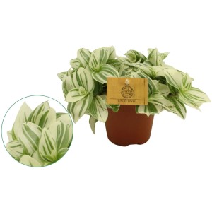 GROW by OBI Dreimasterblume "Brightness" Topf-Ø ca. 12 cm Tradescantia