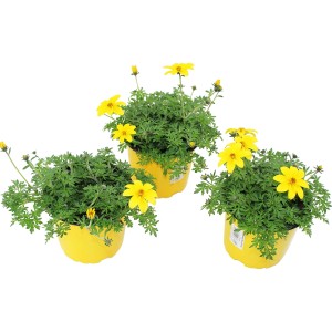 Drei gelbe Zweizahn Hängepflanzen (Bidens ferulifolia) im Topf, ideal für Balkon und Garten.