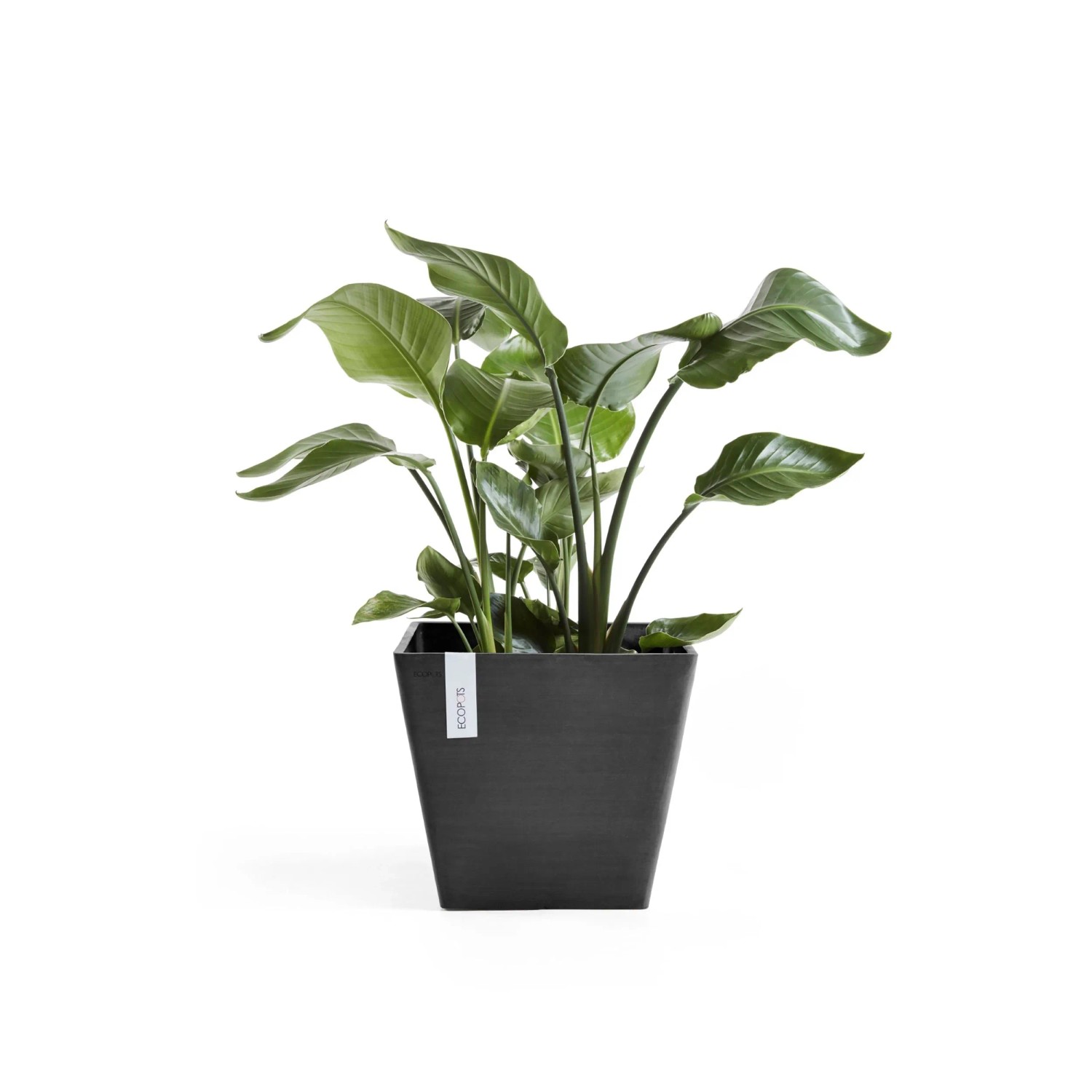 Ecopots Pflanztopf Rotterdam, dunkelgrau, 30 cm, mit grüner Pflanze. Quadratischer Pflanzkübel für Innen- und Außenbereich.