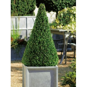Buchsbaum "Pyramide" Topf ca. 7,5 l Höhe ca. 60 - 70 cm Buxus sempervirens