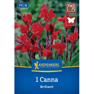 Kiepenkerl Blumenzwiebeln Blumenrohr Brillant