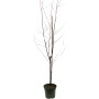 GROW by OBI Bio Tellerpfirsich 'Saturn' im Topf, ca. 80-100cm hoch. Obstbaum ohne Blätter.