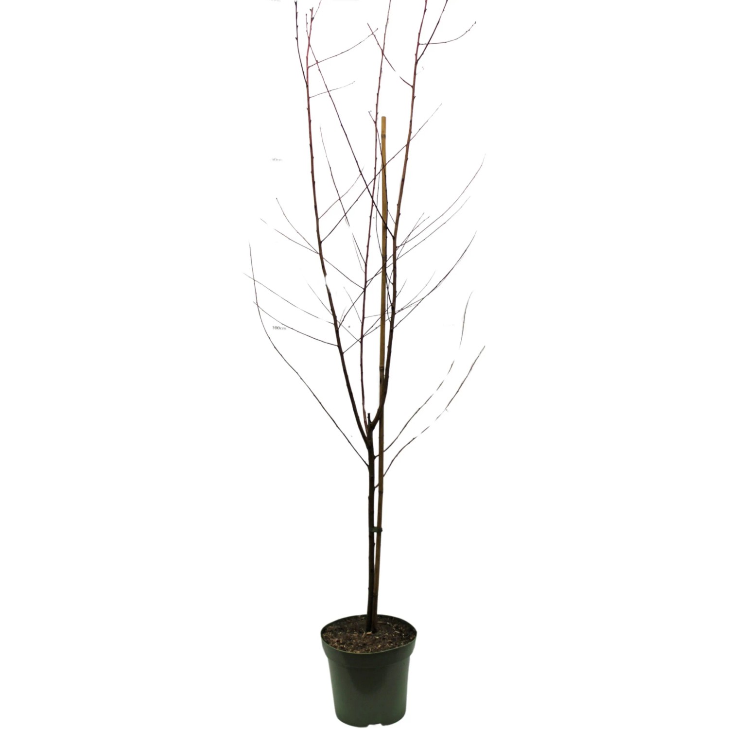 GROW by OBI Bio Tellerpfirsich 'Saturn' im Topf, ca. 80-100cm hoch. Obstbaum ohne Blätter.