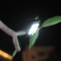 Schwarze Solar LED Gartenleuchte mit Clip an einem Ast, leuchtend.
