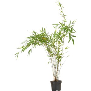 Fontänenbambus Set à 100 Stück Höhe ca. 60 - 80 cm Fargesia nitida