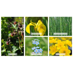 Teichpflanzen Set für Sumpfzone mit Sumpfdotterblume, Iris, Zinkkraut, Bachnelkenwurz und Vergissmeinnicht.