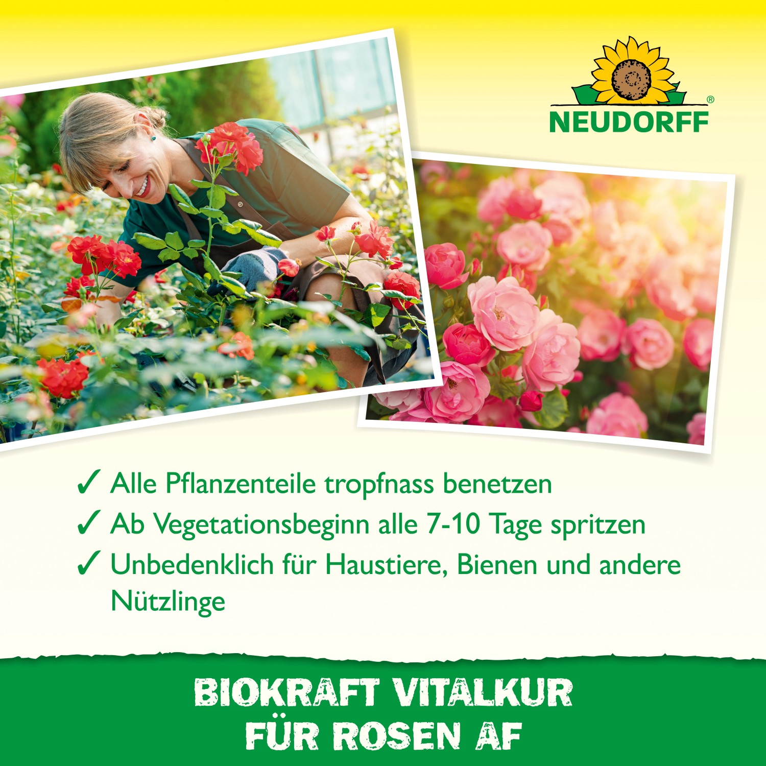 Frau pflegt Rosen mit Neudorff BioKraft Vitalkur. Pflanzenstärkung für gesunde Rosen.