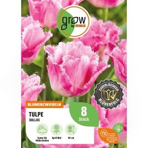 GROW by OBI Tulpe Dallas, rosa-weiße, gefranste Blüten, 8 Stück. Blumenzwiebeln für Beet und Vase.