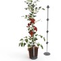 Gusta Garden Tomatenrankhilfe Tomato Buddy, 125cm, silber, mit Tomatenpflanze im Pflanzkübel.