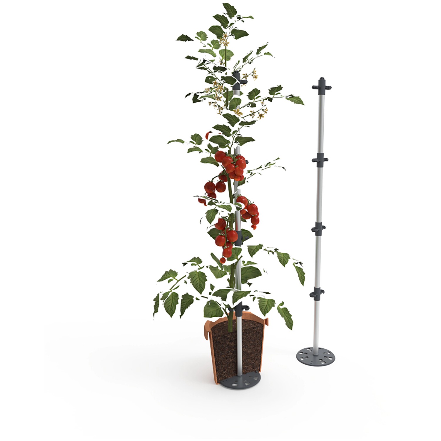 Gusta Garden Tomatenrankhilfe Tomato Buddy, 125cm, silber, mit Tomatenpflanze im Pflanzkübel.