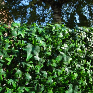 Tenax künstliche Hecke Divy 3D Helix, 0,5x1m, grüne Efeublätter als Balkonsichtschutz.