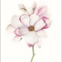 Wandbild: Zarte Magnolia Blüte in Aquarelloptik, 40x50 cm. Elegantes Bild für Wohnräume.